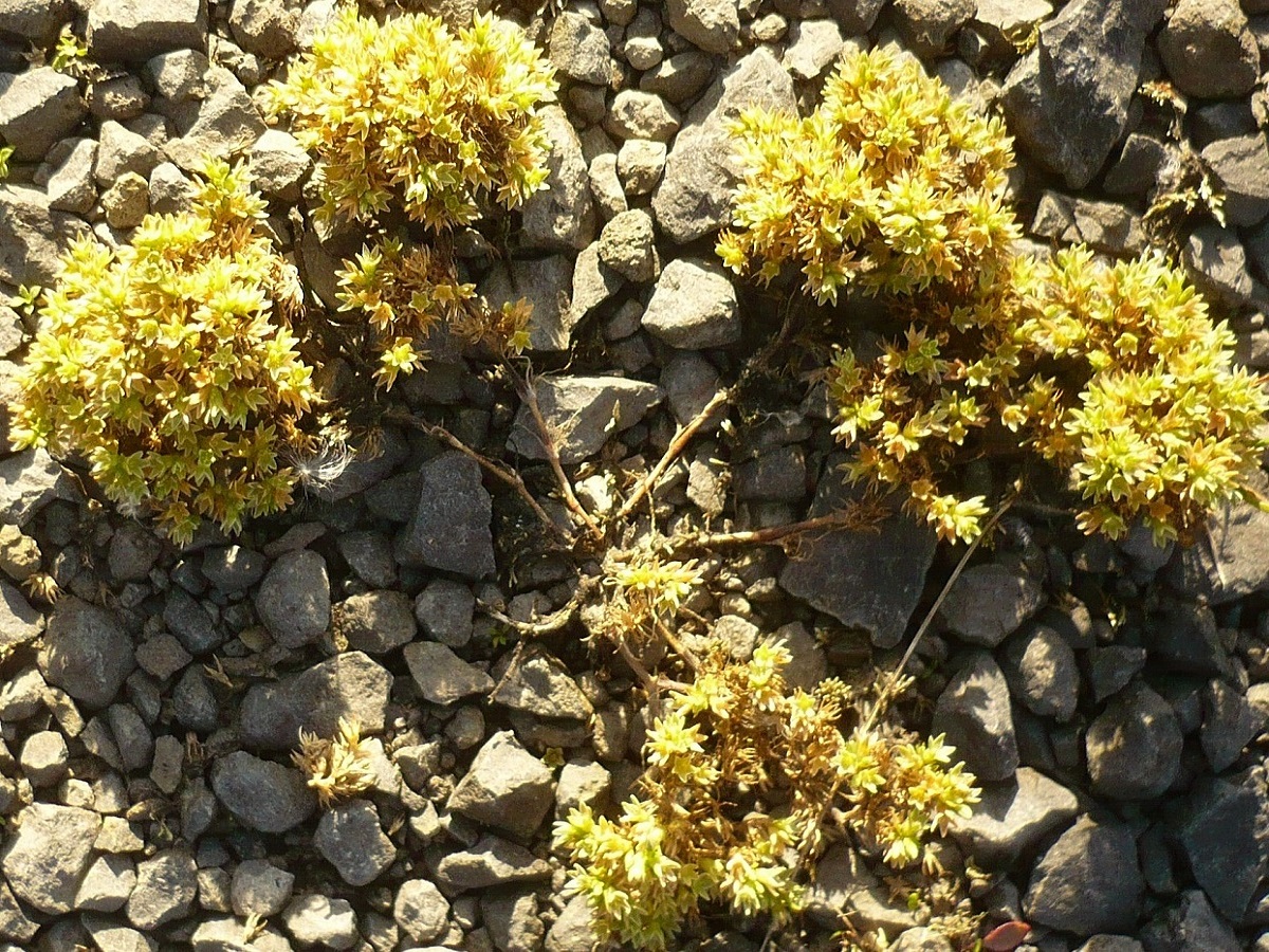 Scleranthus perennis subsp. perennis x S. uncinatus (Caryophyllaceae)